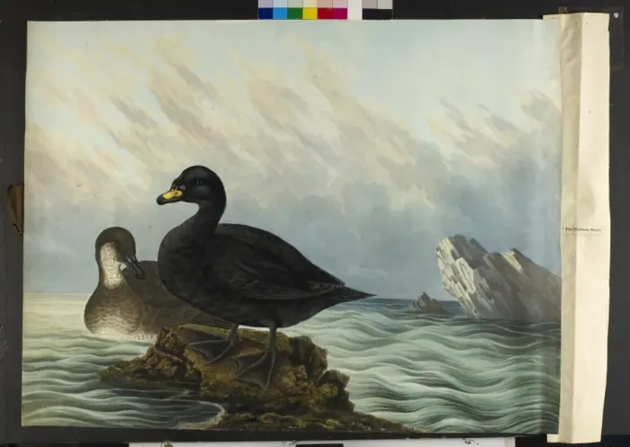 Framed Print : The common scoter, male and female Melanitta nigra Framed Print : The common scoter, male and female Melanitta nigra