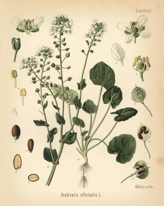 Framed Print : Common scurvygrass, Cochlearia officinalis Framed Print : Common scurvygrass, Cochlearia officinalis