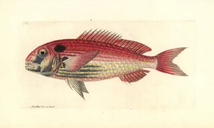 Framed Print : Common seabream or red porgy, Pagrus pagrus Endangered Framed Print : Common seabream or red porgy, Pagrus pagrus Endangered