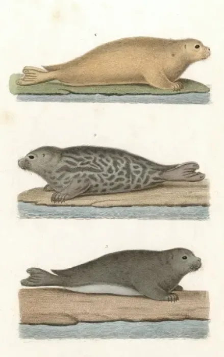 Framed Print : Common Seal / Anon / Col Framed Print : Common Seal / Anon / Col