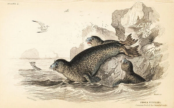 Common seal, Phoca vitulina