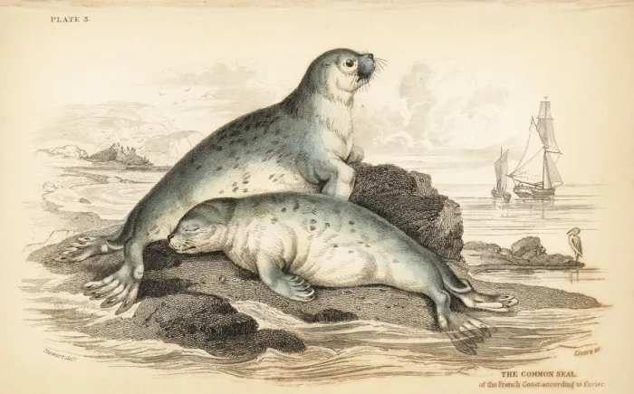 Framed Print : Common seal, Phoca vitulina Framed Print : Common seal, Phoca vitulina