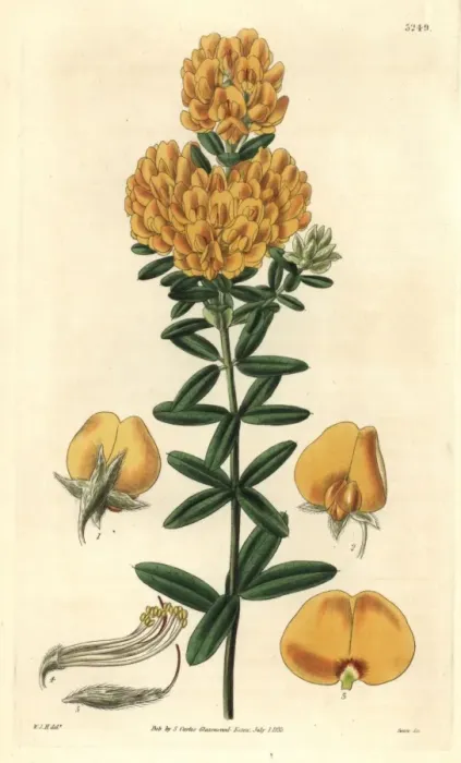 Framed Print : Common shaggy pea, Oxylobium ellipticum