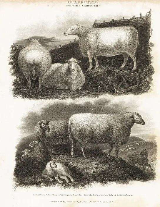 Framed Print : Common sheep and South Down polled sheep, Ovis aries Framed Print : Common sheep and South Down polled sheep, Ovis aries