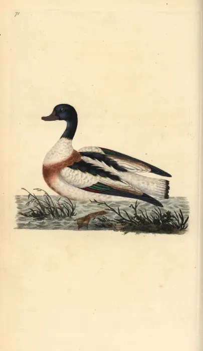 Framed Print : Common shelduck, Tadorna tadorna Framed Print : Common shelduck, Tadorna tadorna