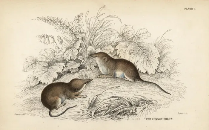 Framed Print : Common shrew, Sorex araneus Framed Print : Common shrew, Sorex araneus