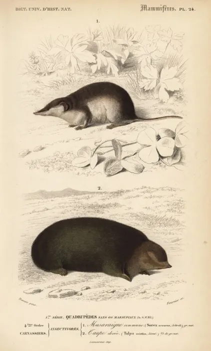 Framed Print : Common shrew, Sorex araneus, and Cape golden