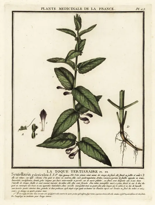 Framed Print : Common skullcap, Scuttelaria galericulata Framed Print : Common skullcap, Scuttelaria galericulata
