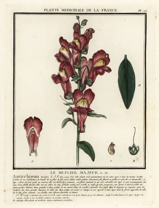 Framed Print : Common snapdragon, Antirrhinum majus Framed Print : Common snapdragon, Antirrhinum majus