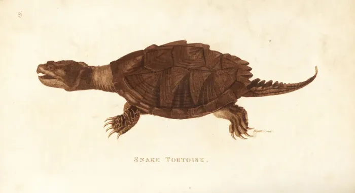 Framed Print : Common snapping turtle, Chelydra serpentina Framed Print : Common snapping turtle, Chelydra serpentina