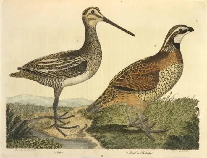 Framed Print : Common Snipe