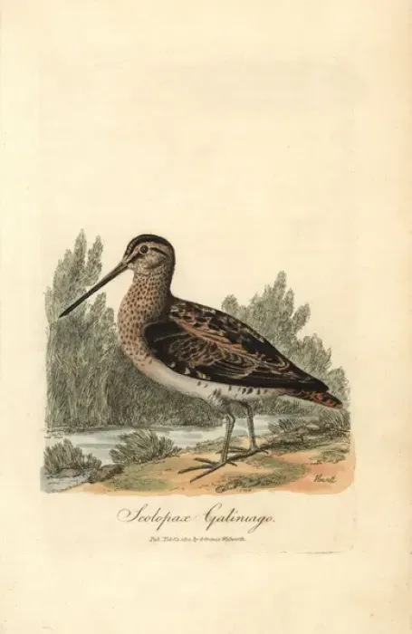 Framed Print : Common snipe, Gallinago gallinago Framed Print : Common snipe, Gallinago gallinago