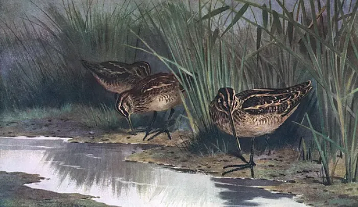 Framed Print : Common Snipe (Thorburn) Framed Print : Common Snipe (Thorburn)