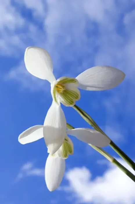 Framed Print : Common Snowdrop - flowering plants - spring - March Framed Print : Common Snowdrop - flowering plants - spring - March