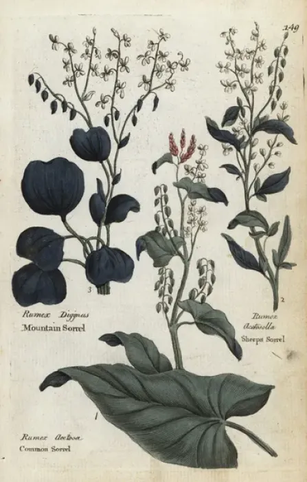 Framed Print : Common sorrel, mountain sorrel and sheeps sorrel Framed Print : Common sorrel, mountain sorrel and sheeps sorrel