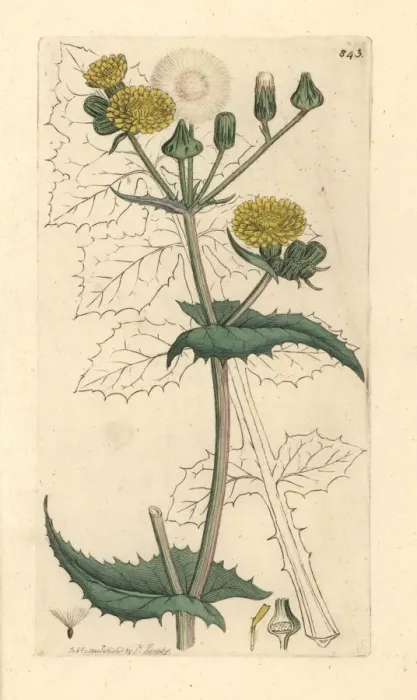 Framed Print : Common sow thistle, Sonchus oleraceus Framed Print : Common sow thistle, Sonchus oleraceus