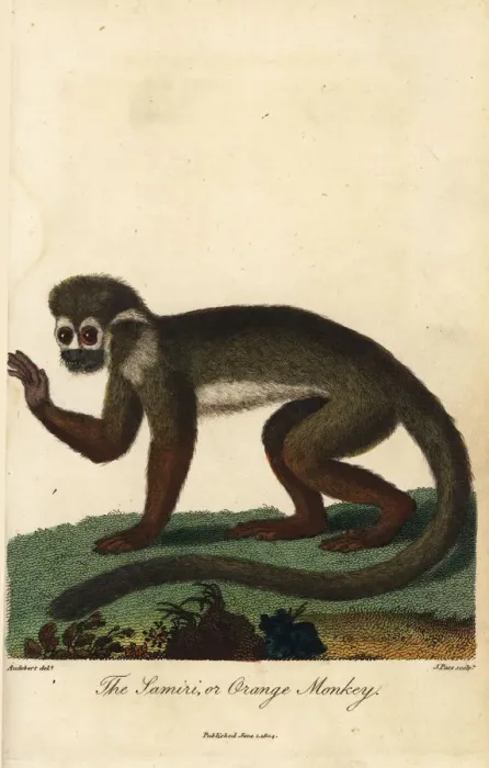 Framed Print : Common squirrel monkey, Saimiri sciureus Framed Print : Common squirrel monkey, Saimiri sciureus