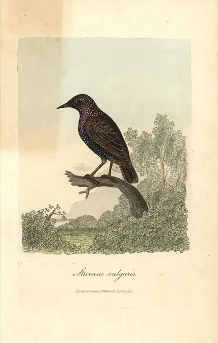 Framed Print : Common starling, Sturnus vulgaris Framed Print : Common starling, Sturnus vulgaris