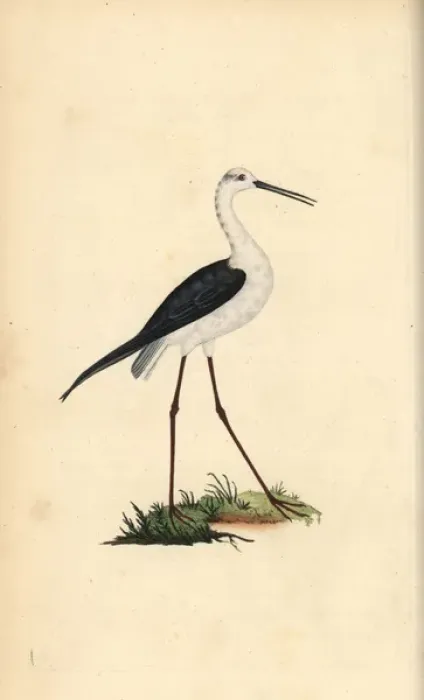 Framed Print : Common stilt, Himantopus himantopus Framed Print : Common stilt, Himantopus himantopus