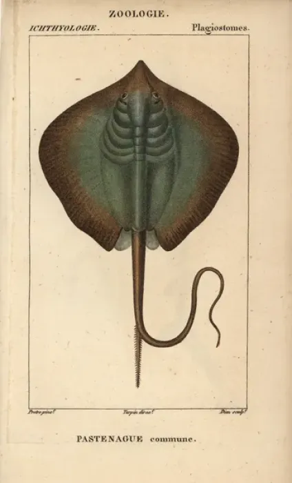 Framed Print : Common stingray, Dasyatis pastinaca Framed Print : Common stingray, Dasyatis pastinaca
