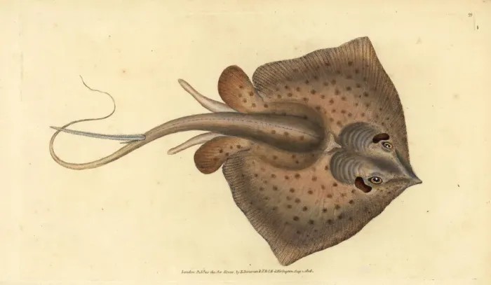 Framed Print : Common stingray, Dasyatis pastinaca Framed Print : Common stingray, Dasyatis pastinaca