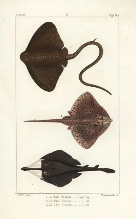 Framed Print : Common stingray, thornback ray, and clubnose guitarfish Framed Print : Common stingray, thornback ray, and clubnose guitarfish