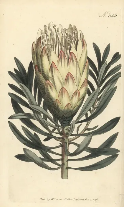 Framed Print : Common sugarbush, Protea repens Framed Print : Common sugarbush, Protea repens