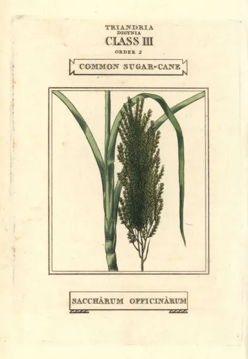 Framed Print : Common sugarcane, Saccharum officinarum Framed Print : Common sugarcane, Saccharum officinarum