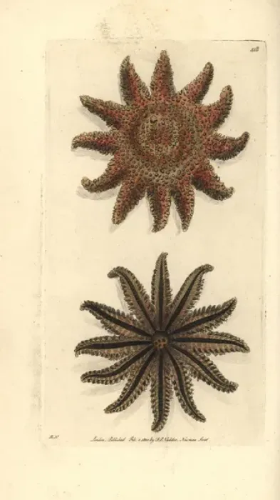 Framed Print : Common sunstar, Crossaster papposus Framed Print : Common sunstar, Crossaster papposus