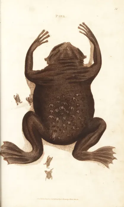 Framed Print : Common Suriname toad or star-fingered toad, Pipa pipa Framed Print : Common Suriname toad or star-fingered toad, Pipa pipa