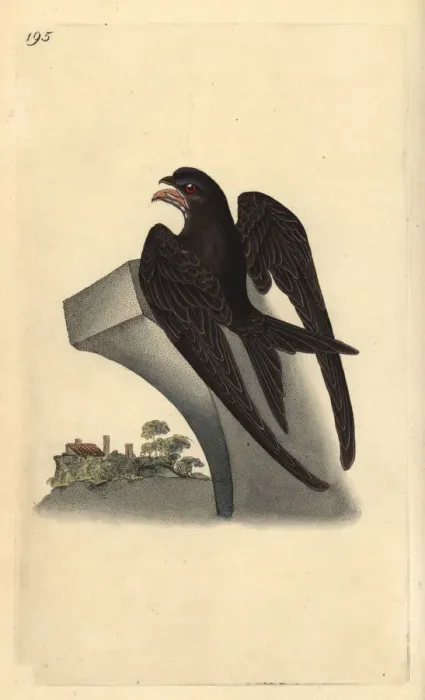 Framed Print : Common swift, Apus apus Framed Print : Common swift, Apus apus
