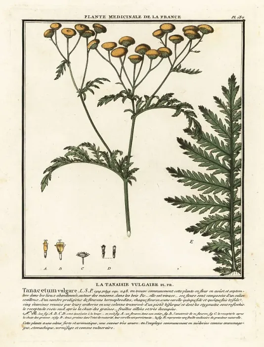 Framed Print : Common tansy, Tanacetum vulgare Framed Print : Common tansy, Tanacetum vulgare