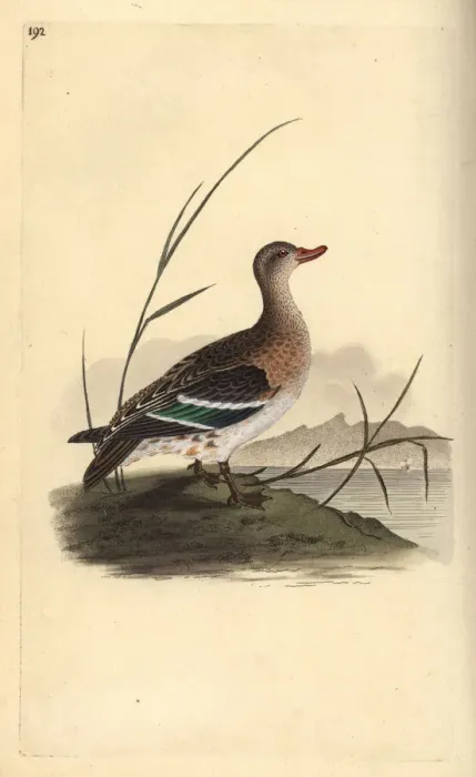 Framed Print : Common teal, Anas crecca, female Framed Print : Common teal, Anas crecca, female