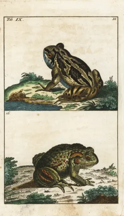 Framed Print : Common toad, Bufo bufo Framed Print : Common toad, Bufo bufo