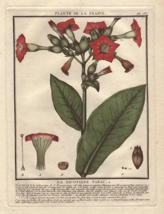 Framed Print : Common tobacco, Nicotiana tabacum Framed Print : Common tobacco, Nicotiana tabacum