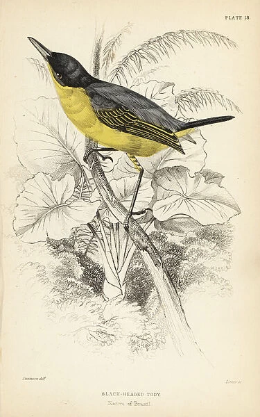 Common tody-flycatcher, Todirostrum cinereum