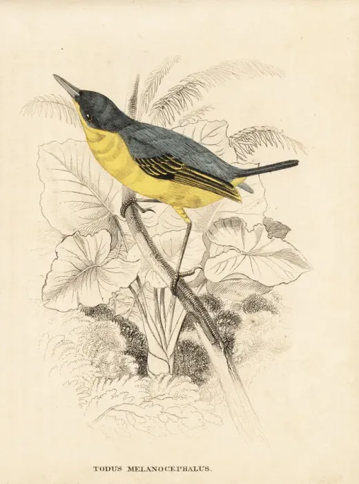 Framed Print : Common tody-flycatcher, Todirostrum cinereum Framed Print : Common tody-flycatcher, Todirostrum cinereum