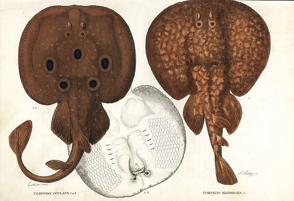 Common torpedo and marbled electric ray