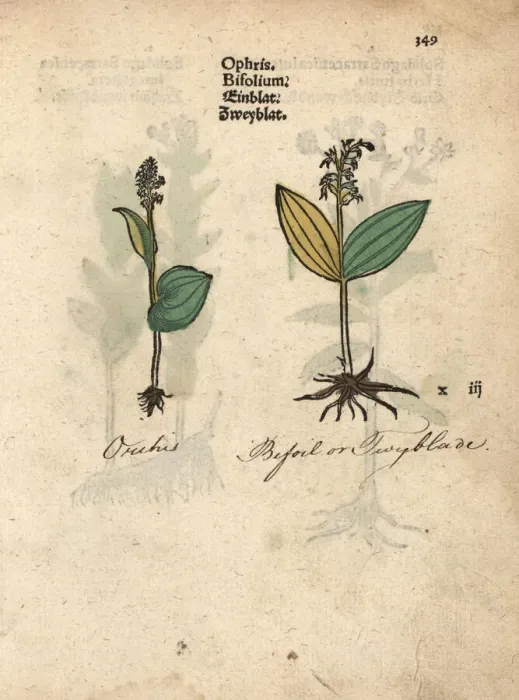 Framed Print : Common twayblade orchid, Neottia ovata Framed Print : Common twayblade orchid, Neottia ovata