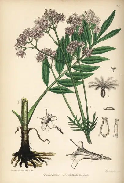 Common Valerian Print, Handcoloured Lithograph 1880. Art