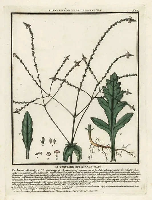 Framed Print : Common vervain, Verbena officinalis Framed Print : Common vervain, Verbena officinalis
