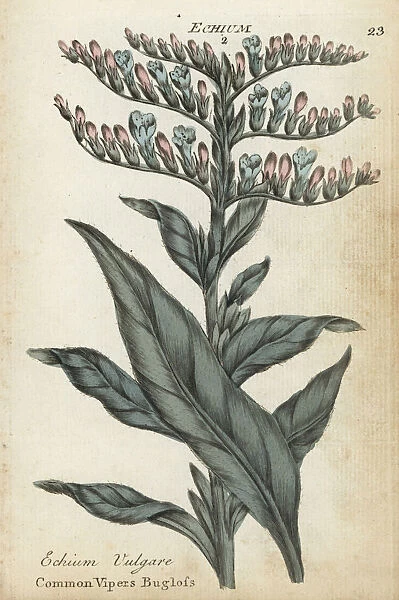 Common vipers bugloss, Echium vulgare