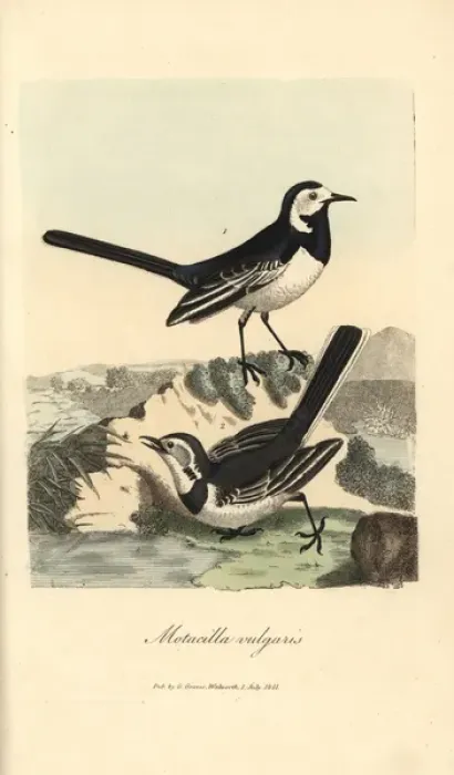 Framed Print : Common wagtail, Motacilla vulgaris, White wagtail Framed Print : Common wagtail, Motacilla vulgaris, White wagtail