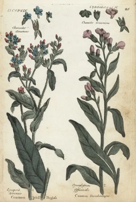 Framed Print : Common wall bugloss and houndstongue Framed Print : Common wall bugloss and houndstongue
