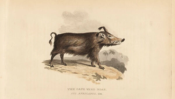 Common warthog, Phacochoerus africanus
