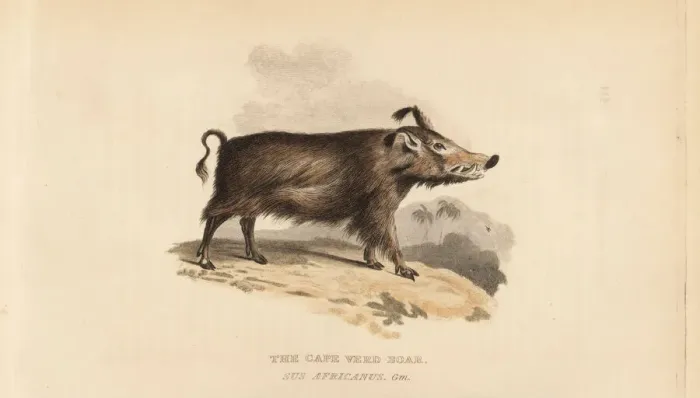 Framed Print : Common warthog, Phacochoerus africanus Framed Print : Common warthog, Phacochoerus africanus