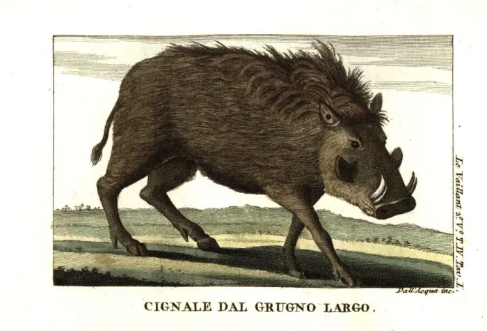 Framed Print : Common warthog, Phacochoerus africanus Framed Print : Common warthog, Phacochoerus africanus