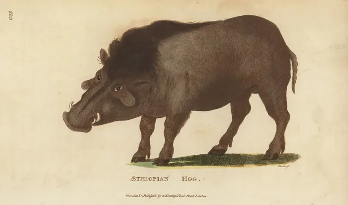 Framed Print : Common warthog, Phacochoerus africanus Framed Print : Common warthog, Phacochoerus africanus