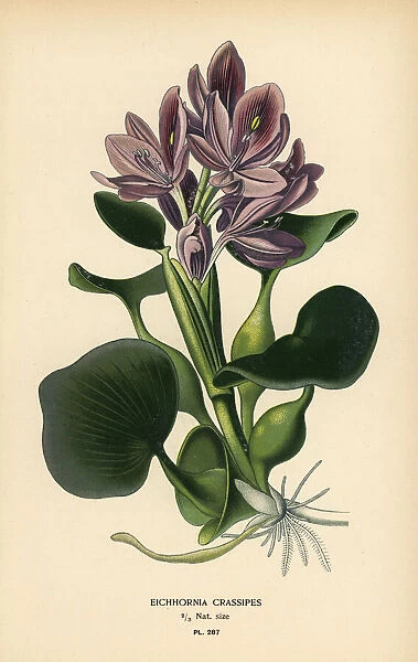 Common water hyacinth, Eichhornia crassipes