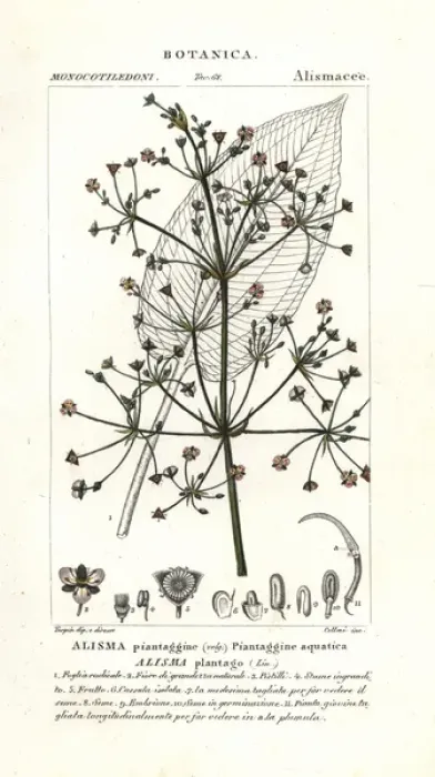 Framed Print : Common water-plantain, Alisma plantago-aquatica Framed Print : Common water-plantain, Alisma plantago-aquatica
